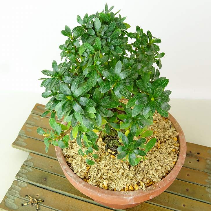 楽天市場】盆栽 皐月 明美の月 樹高 約17cm さつき Rhododendron