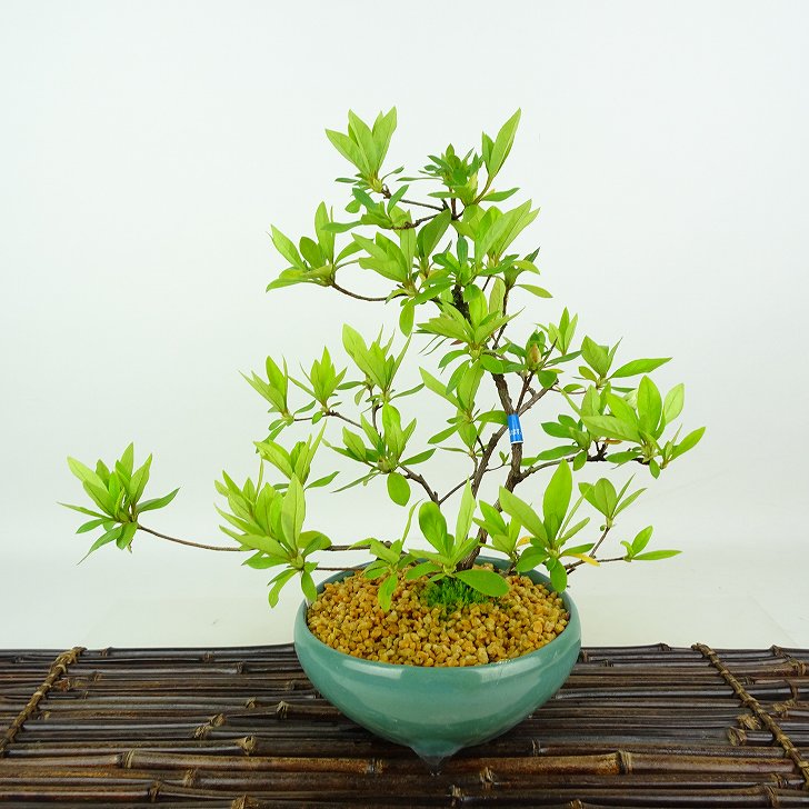 楽天市場】盆栽 皐月 暁光 樹高 約26cm さつき Rhododendron indicum
