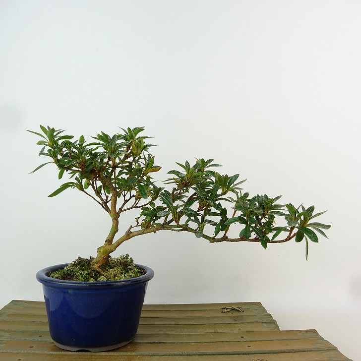 楽天市場】盆栽 皐月 白琳 樹高 約14cm さつき Rhododendron indicum