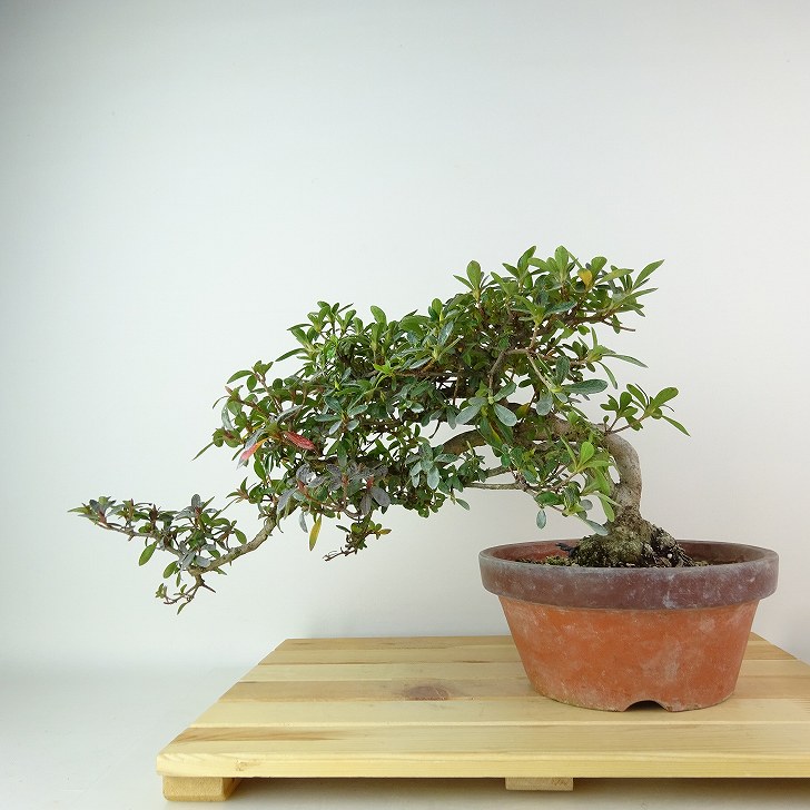 楽天市場】盆栽 皐月 朝桜 樹高 約18cm さつき Rhododendron indicum