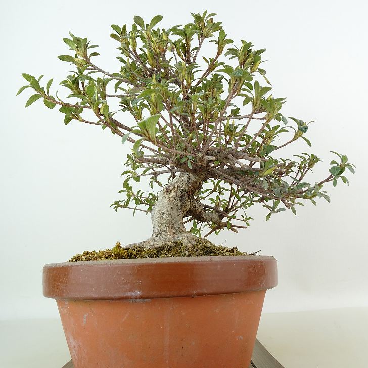 楽天市場】盆栽 皐月 樹高 約22cm さつき Rhododendron indicum サツキ