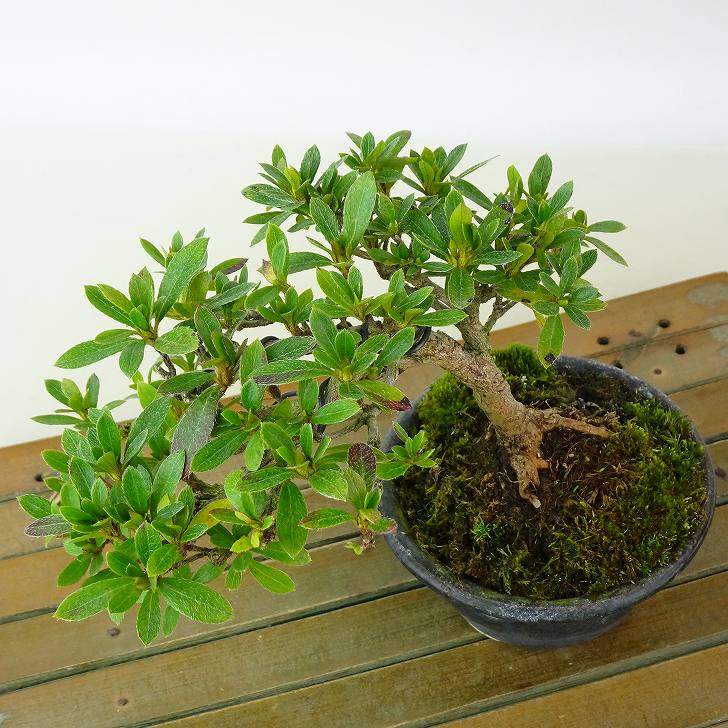 楽天市場】盆栽 皐月 樹高 約10cm さつき Rhododendron indicum サツキ