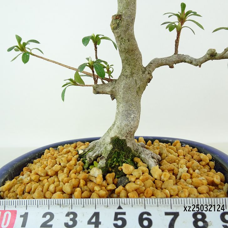 楽天市場】盆栽 皐月 彩 樹高 約27cm さつき Rhododendron indicum