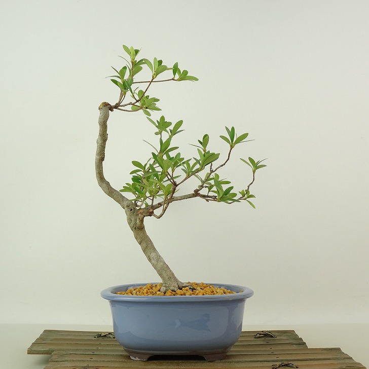 楽天市場】盆栽 皐月 神鏡 樹高 約25cm さつき Rhododendron indicum