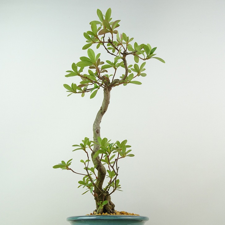 楽天市場】盆栽 皐月 神鏡 樹高 約24cm さつき Rhododendron indicum