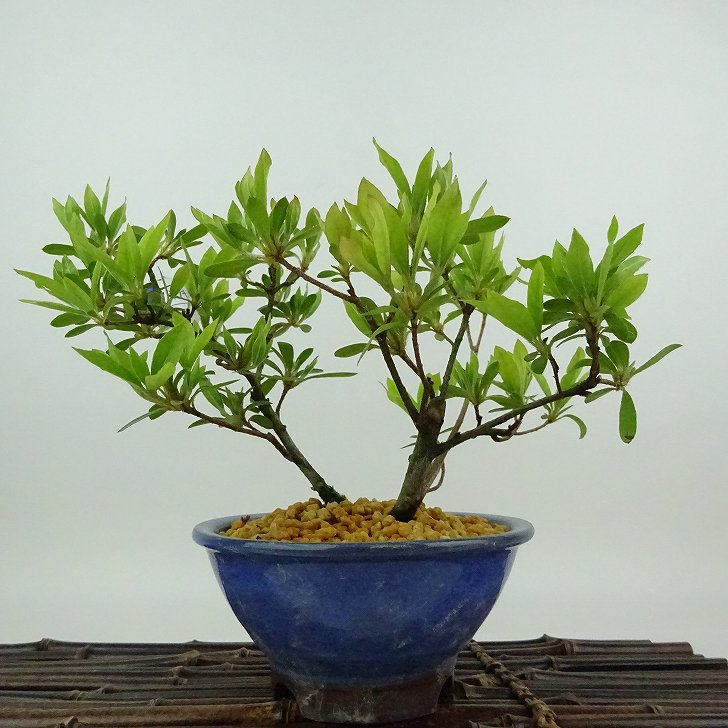 楽天市場】盆栽 皐月 聖代 樹高 約14cm さつき Rhododendron indicum