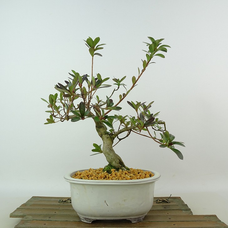 楽天市場】盆栽 皐月 神鏡 樹高 約22cm さつき Rhododendron indicum