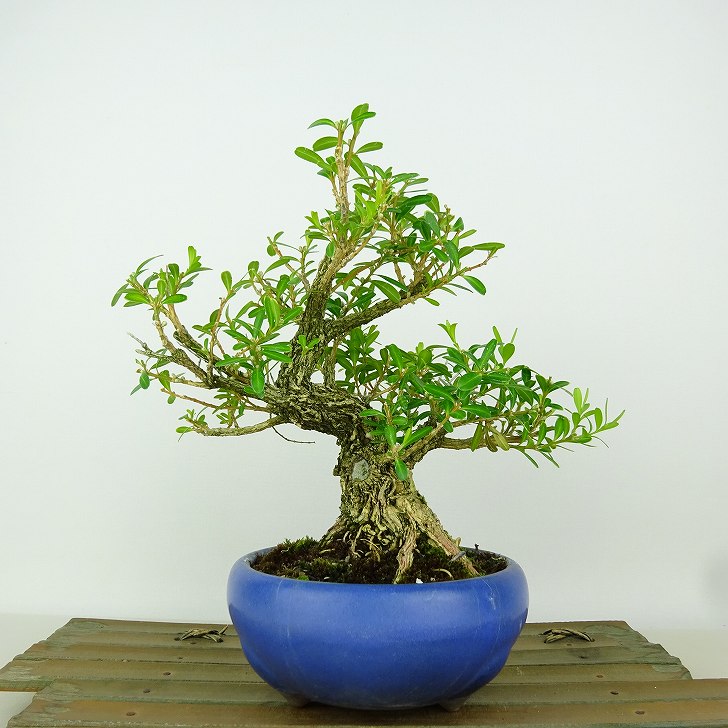 楽天市場】盆栽 台湾黄楊 樹高 約16cm たいわんつげ タイワンツゲ 柘植