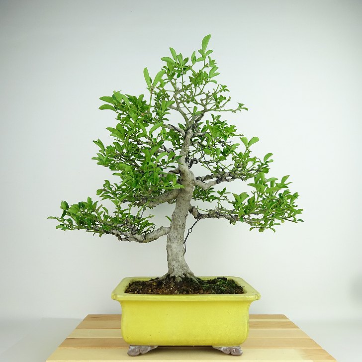 植木 コマユミ」の人気商品一覧 | 安い商品を通販サイトから探す