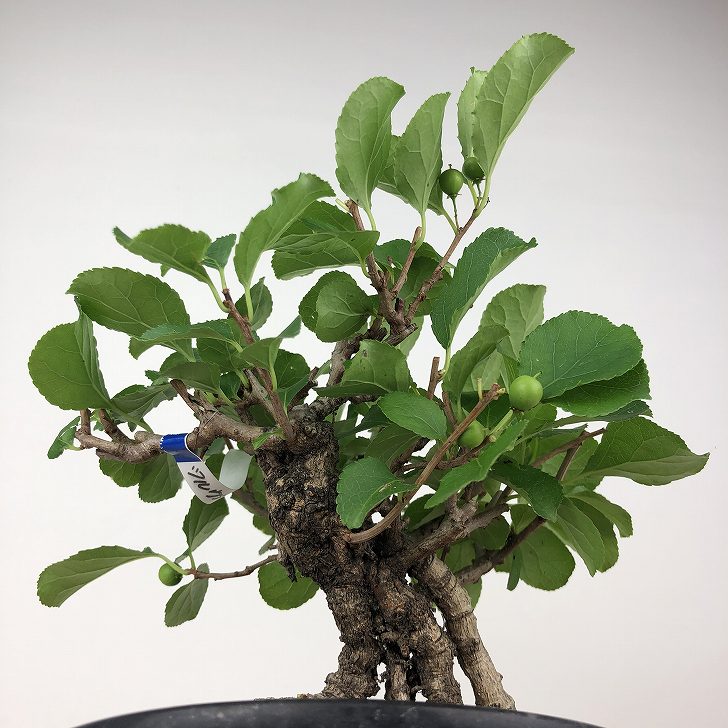 楽天市場】盆栽 蔓梅擬 樹高 約19cm つるうめもどき Celastrus