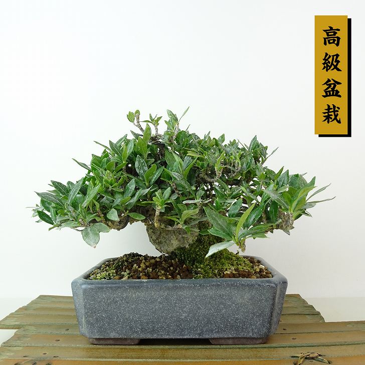 盆栽 くちなし」の人気商品一覧 | 安い商品を通販サイトから探す