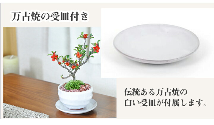 楽天市場】母の日 盆栽 ミニ長寿梅とはじめての4点道具セット 信楽焼