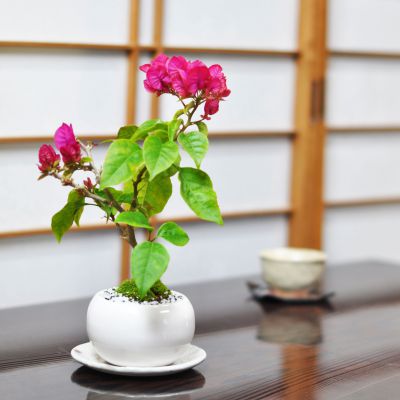 楽天市場】盆栽 ブーゲンビリアの盆栽 ミニ盆栽 花 記念樹 鉢植え