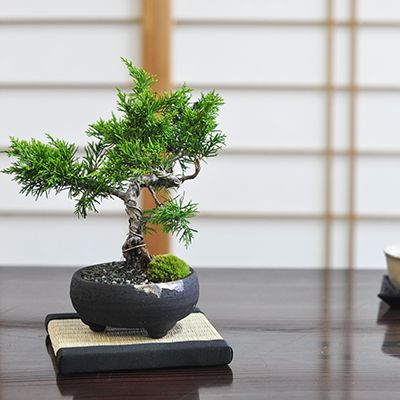 楽天市場】真柏の通販