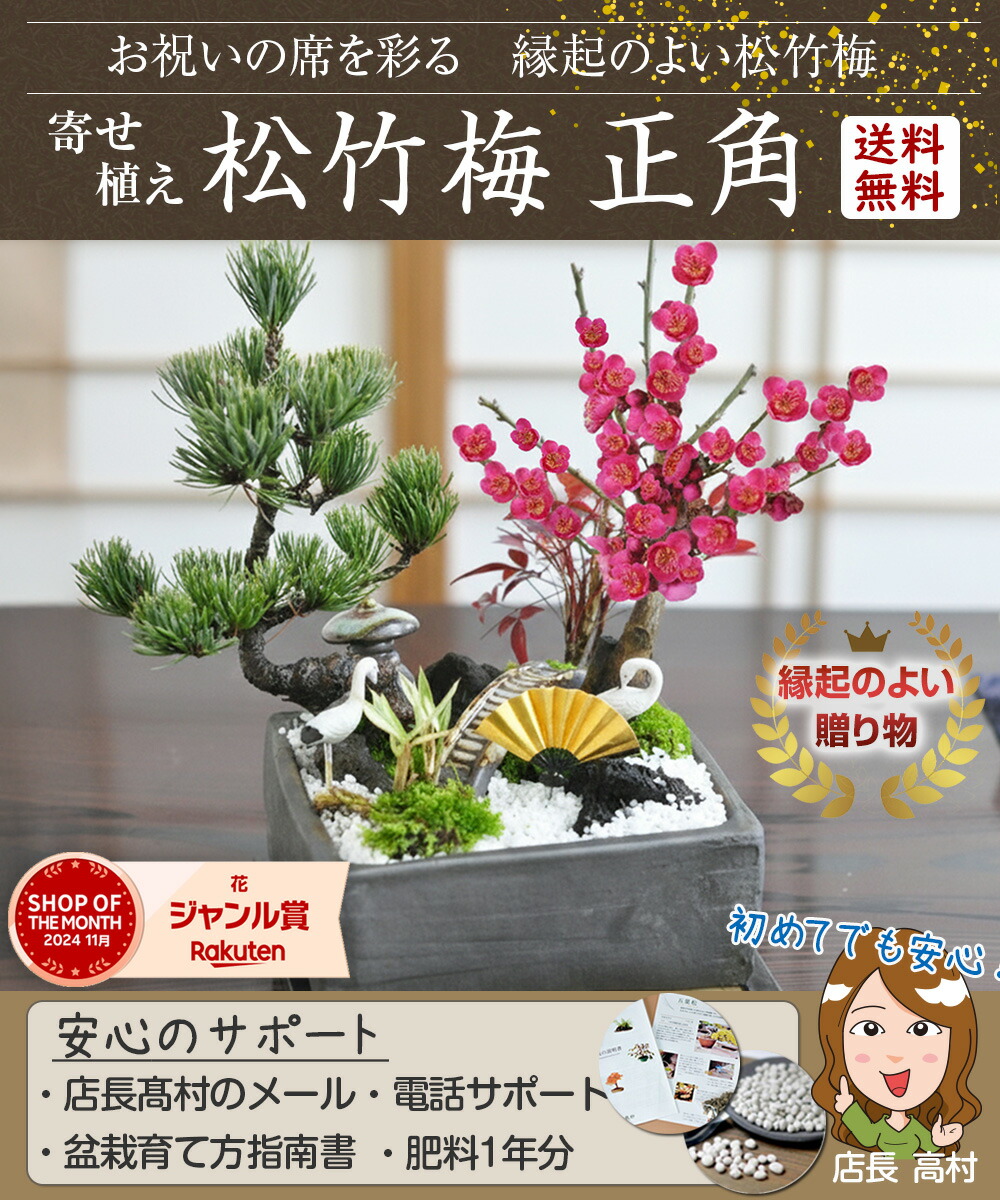 楽天市場】ミニ盆栽 松竹梅の寄せ植え 5号サイズ 5.5号サイズ 正角鉢