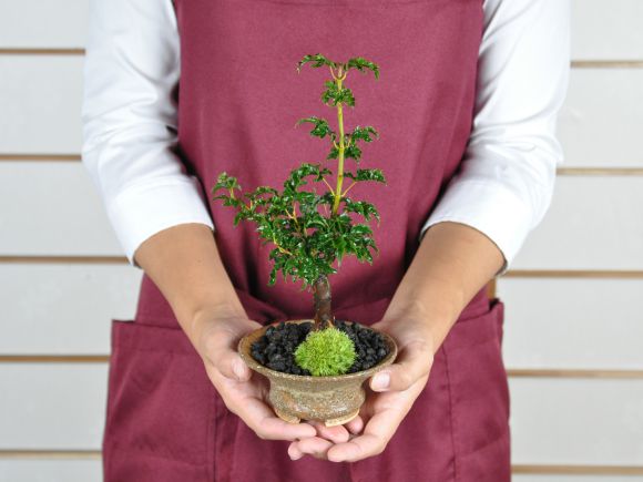 楽天市場】獅子頭もみじ 紅葉する盆栽 鉢植え ミニ盆栽 ギフト 贈り物