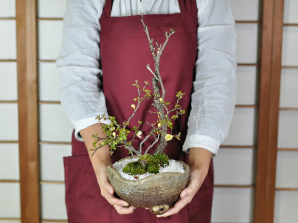 楽天市場】盆栽 ミニ盆栽 藤 中サイズ 白長寿梅 寄せ植え イラボ鉢 藤