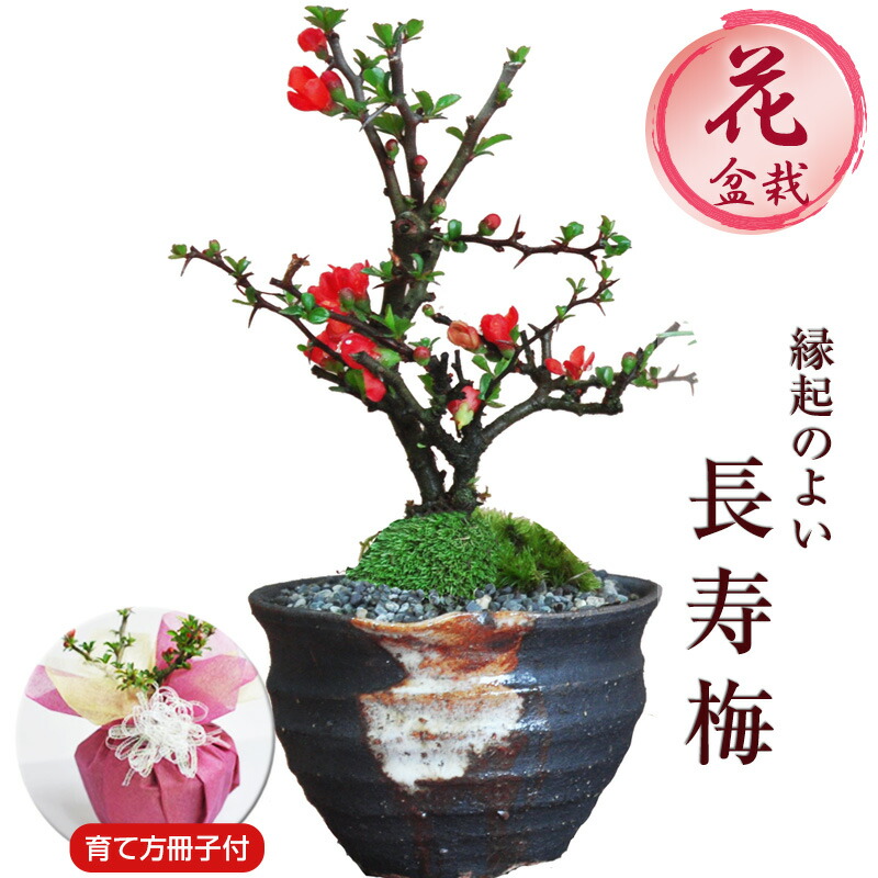 楽天市場】 盆栽鉢・山野草鉢 : 盆栽妙 楽天市場店