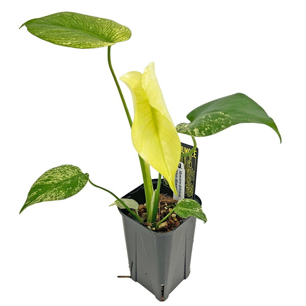 楽天市場】現品 モンステラ ホワイトモンスター 3.5号 WM007 天津蘭