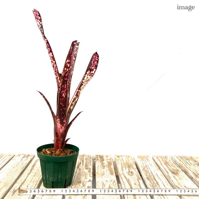 楽天市場】ビルベルギア 'ハレルヤ' 4寸 (観葉植物 おしゃれ 壁掛け