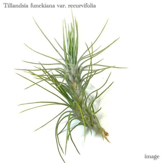 楽天市場】チランジア フンキアナ レクルビフォリア (エアープランツ
