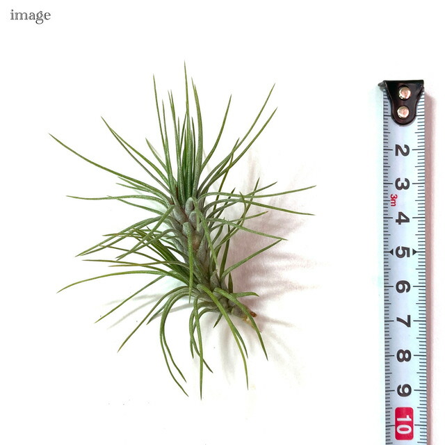 楽天市場】チランジア フンキアナ レクルビフォリア (エアープランツ