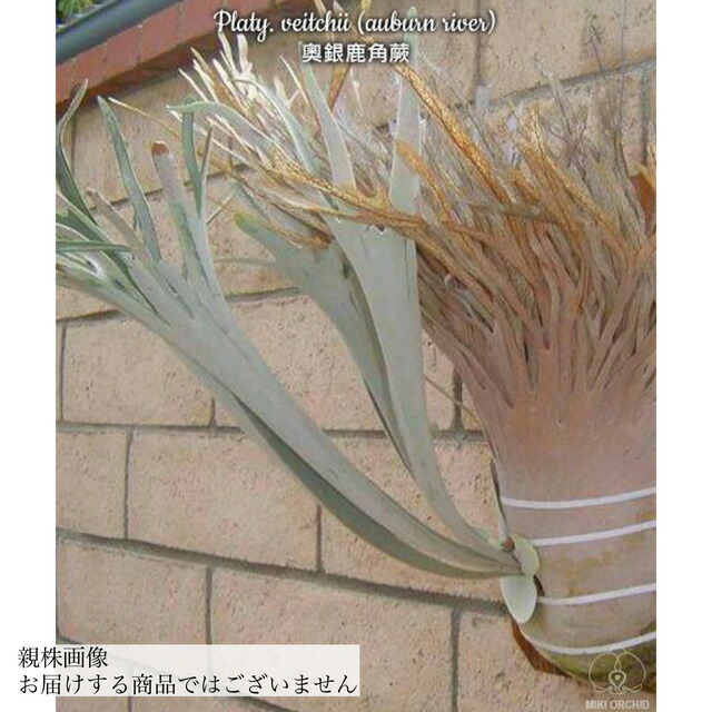 楽天市場】(現品) ビカクシダ ビーチー 'アーバンリバー' (spore) (No