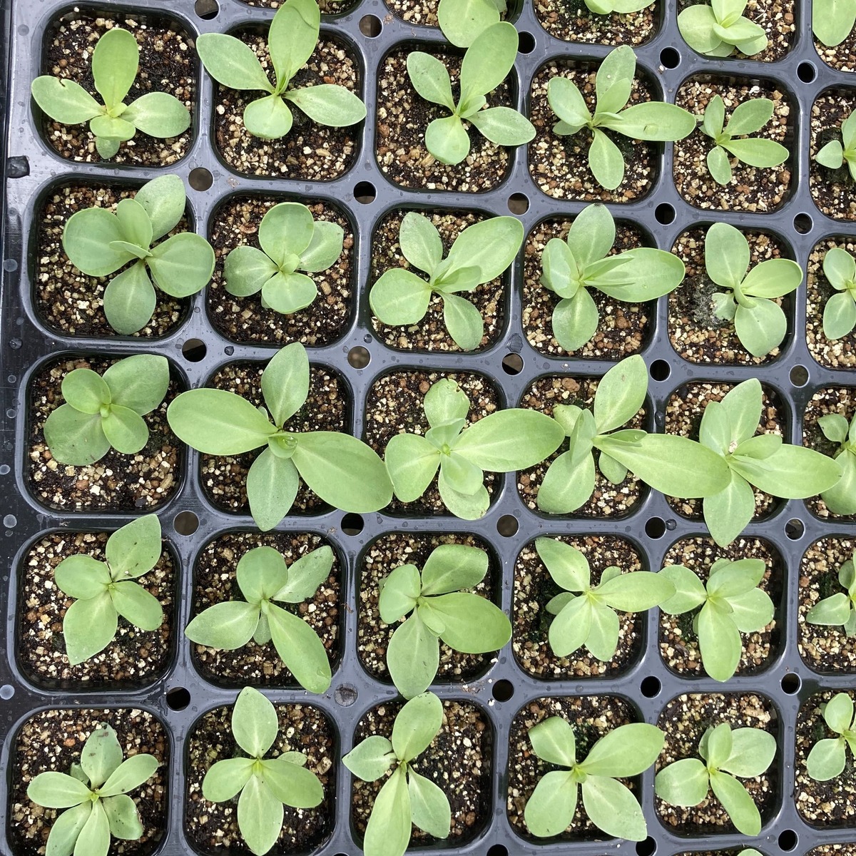 楽天市場】【花のプラセル🄬】トルコギキョウ トルコキキョウ