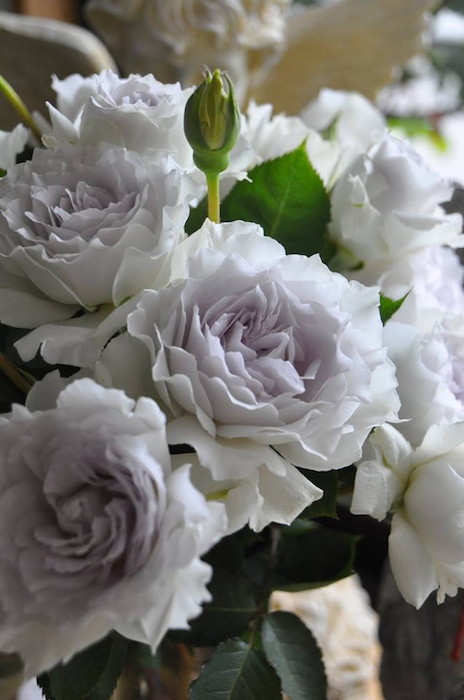 楽天市場】【冬季大苗】バラ苗 ガブリエル 国産苗 6号鉢植え品［農林