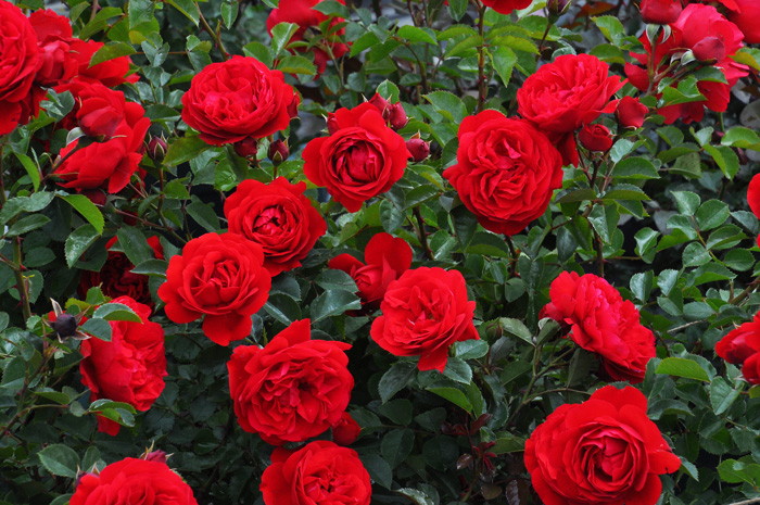 楽天市場】【冬季大苗】バラ苗 フロレンティーナ 国産苗 6号鉢植え品