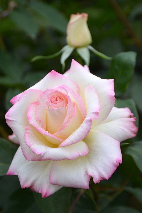 楽天市場】バラ苗【中苗】みわく【魅惑】 国産苗 6号鉢植え品《J-HT20