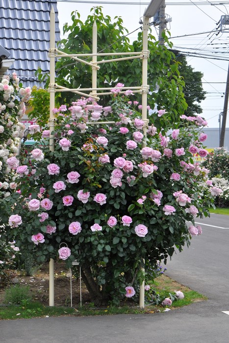 楽天市場】【冬季大苗】バラ苗 ローズシナクティフ【エモーション