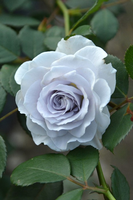 激レア バラ苗 シルバーグレーの海外新品種 1株のみ 入手困難 激レア