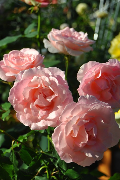 楽天市場】バラ苗【中苗】ブライダルピンク 国産苗 6号鉢植え品《J