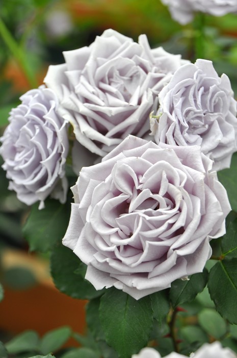 楽天市場】【冬季大苗】バラ苗 ターンブルー 国産苗 6号鉢植え品《JB