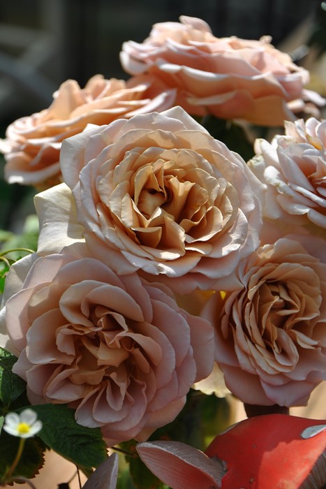 楽天市場】バラ苗【中苗】カフェラテ 国産苗 6号鉢植え品［農林水産省