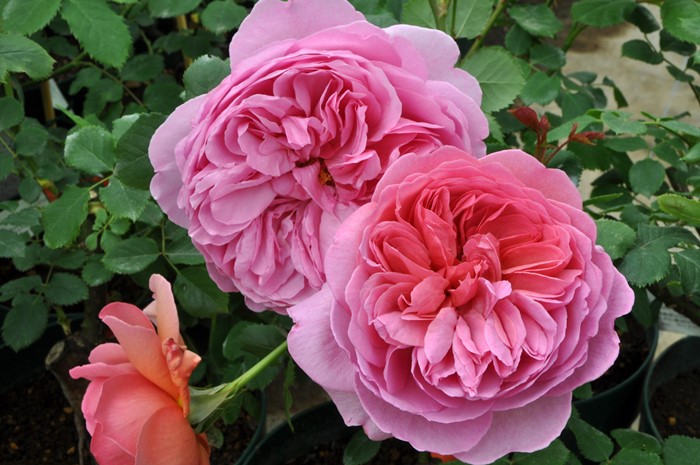 楽天市場】【冬季大苗】バラ苗 プリンセスアレキサンドラオブケント