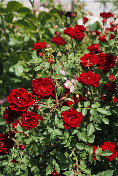 楽天市場】【長尺苗】【大苗】バラ苗 レッドカスケード【レッド