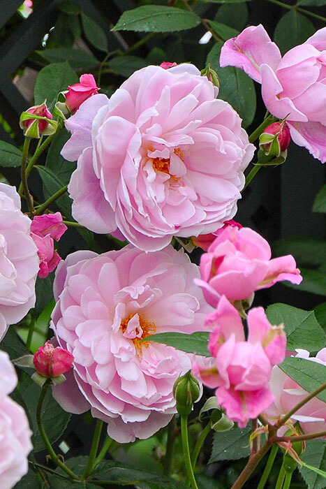 楽天市場】【冬季大苗】バラ苗 メアリーディレイニー【モーティマー