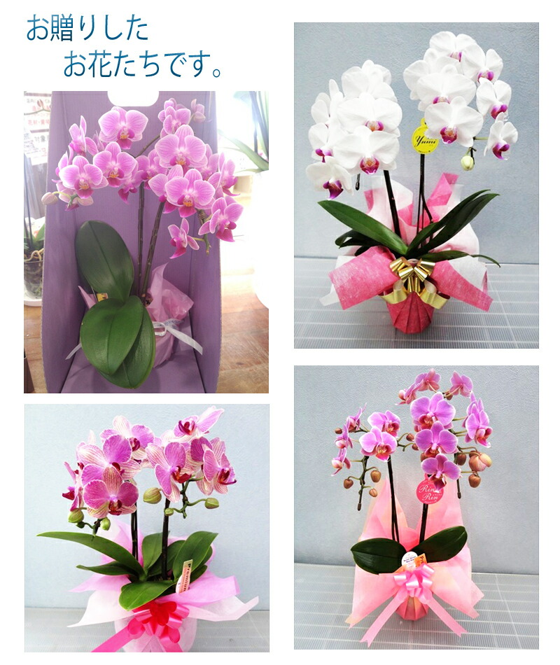 楽天市場】洋蘭おまかせ5,000円 ファレノプシス（胡蝶蘭）ミニ