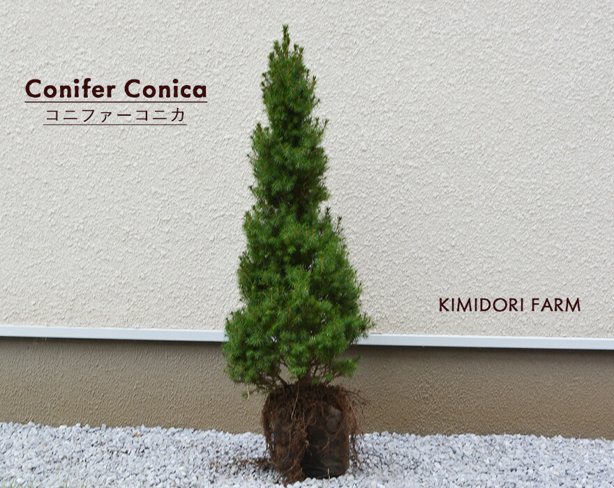 楽天市場】コニファー コニカ シンボルツリー コンパクト 樹高 約100