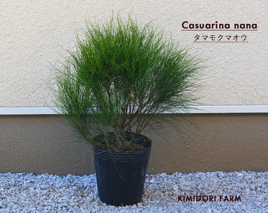 楽天市場】タマモクマオウ 麻黄 50-60cm 植木 庭木 ガーデニング