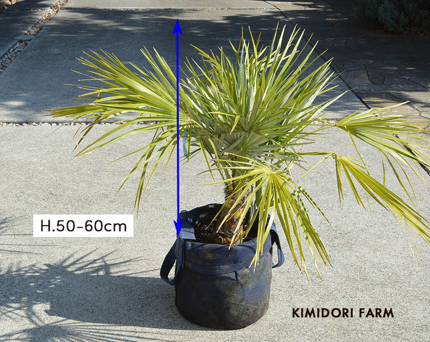 楽天市場】チャメロップス ヤシ シンボルツリー 植木 庭木 観葉植物