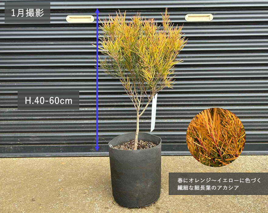 楽天市場】アカシア フェニックスゴールド フロリバンダ 約40-60cm