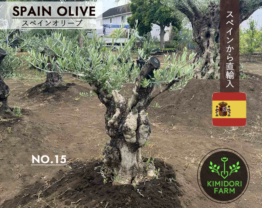 オリーブ 古木 盆栽 植木」の人気商品一覧 | 安い商品を通販サイトから