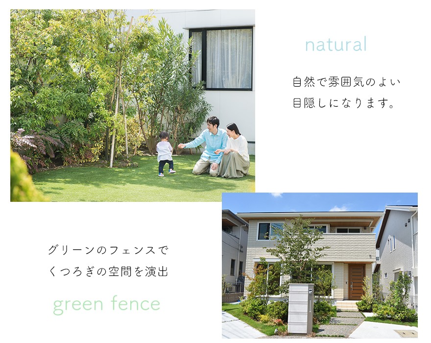 楽天市場】ユッカ トンプソニアーナ 常緑 観葉植物 丈夫 耐寒性 ドライ