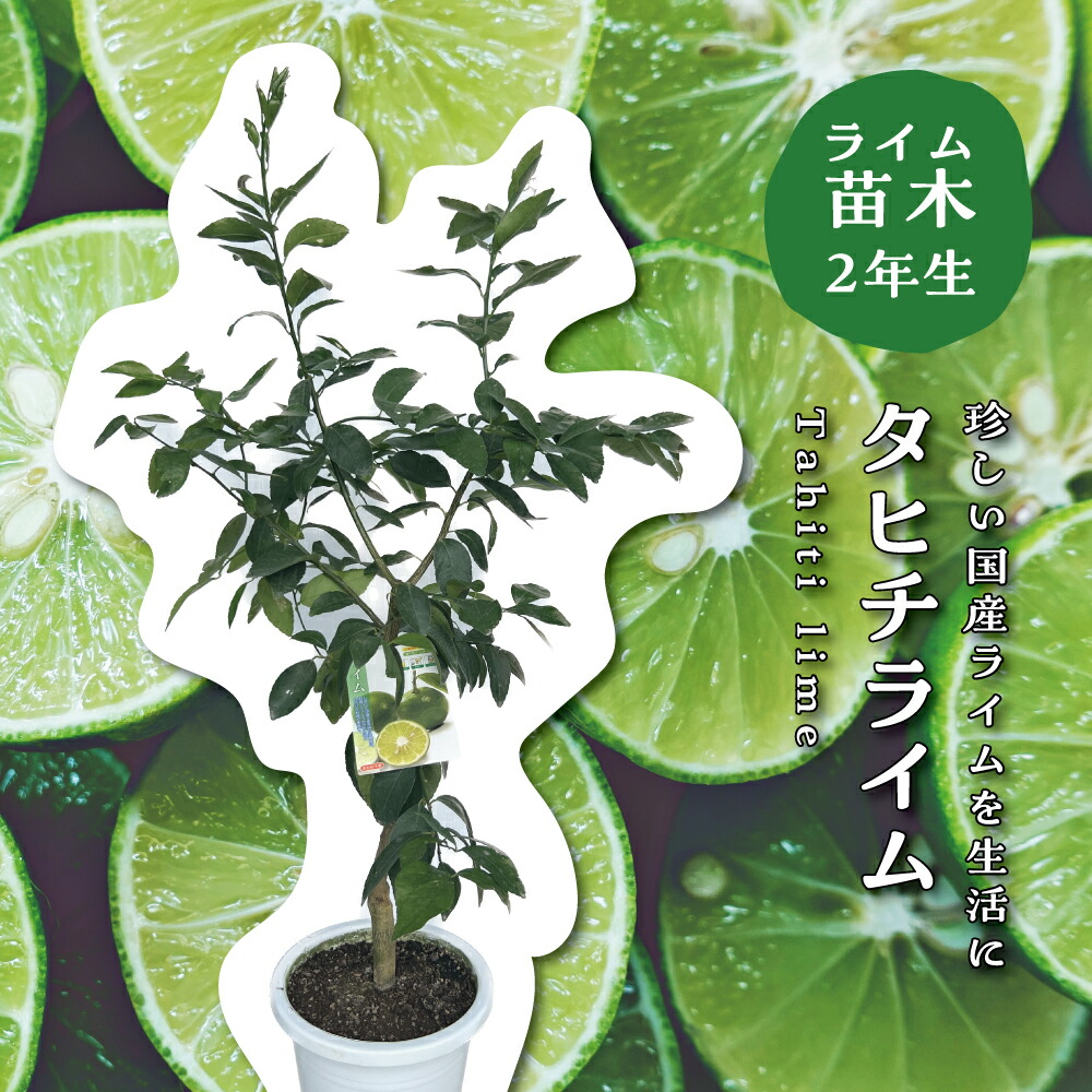 楽天市場】【10%OFF スーパーSALE限定】タヒチライム ライムの木