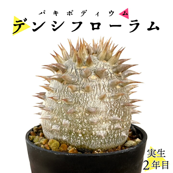 楽天市場】パキポディウム サンデルシーの通販