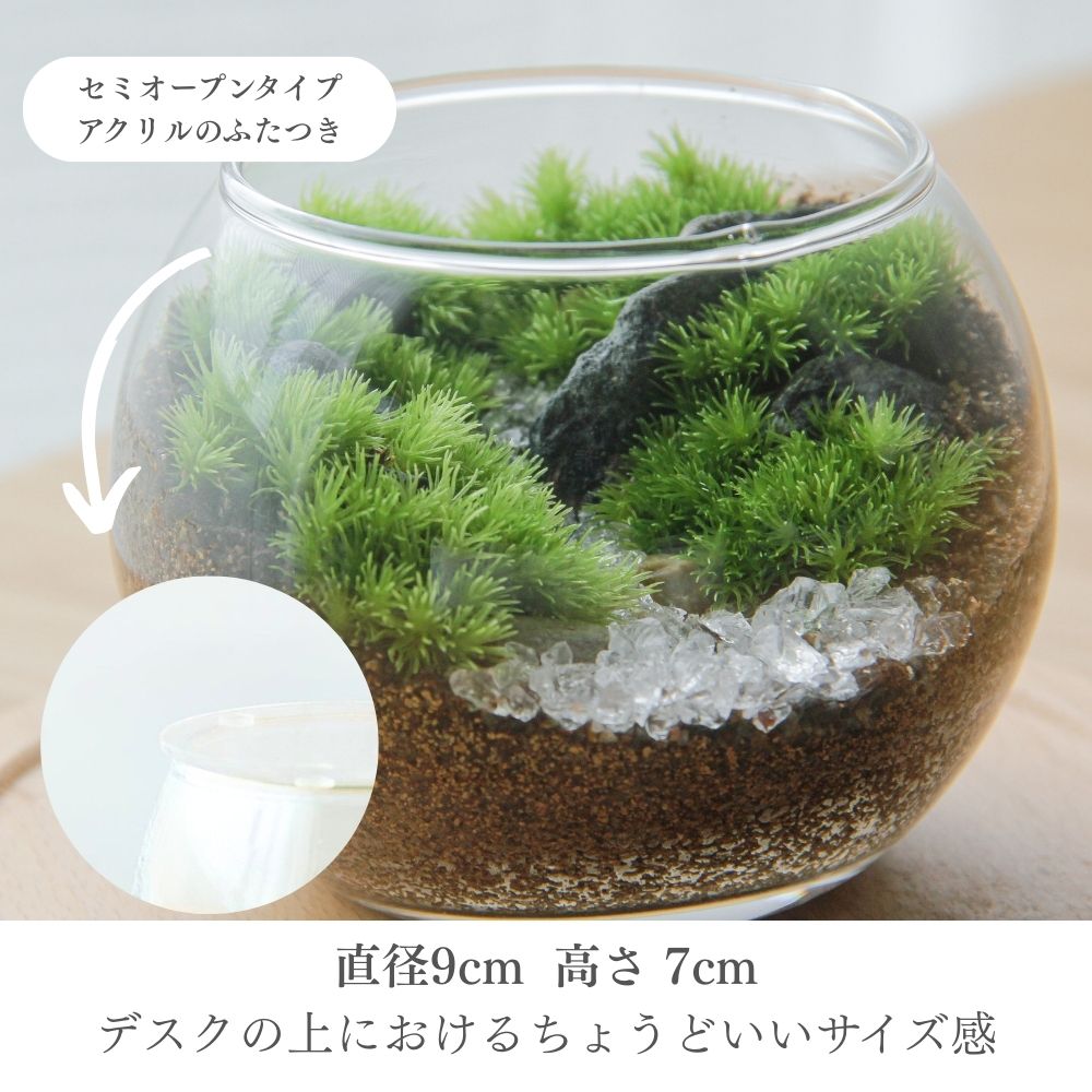 楽天市場】＼クーポンあり／ 苔テラリウム完成品 [渓流の風景ボウルM