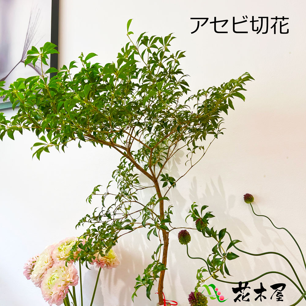 楽天市場】枝もの アセビ 馬酔木 切花 生花 枝 枝物 80cm〜 グリーン